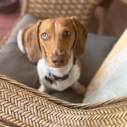 Stanley - Dachshund