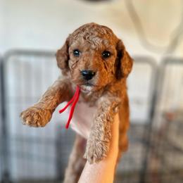 Red Collar Boy - Red  male Poodle puppy in Charlotte, North Carolina from Bruno & Co. Puppies