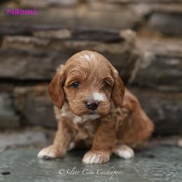 Naomi - Red female Cockapoo puppy in Canastota, New York from Silver City Cockapoos