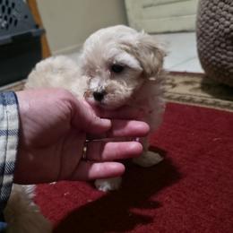 Salsa - Cream female Maltipoo puppy in Arkansas from Brew House