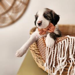 Grape - Blue merle and white male Sheepadoodle puppy in Tooele, Utah from Salt & Snow Pups