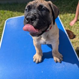Red Boy - Red fawn male Bullmastiff puppy in Lorena, Texas from Central Texas Bullmastiffs