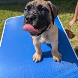 Red Boy - Red fawn male Bullmastiff puppy in Lorena, Texas from Central Texas Bullmastiffs