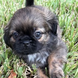 Maddie - Tricolor female Shih Tzu puppy in Saint Johns, Florida from BEH Puppies LLC