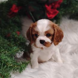 Alma - Blenheim female Cavalier King Charles Spaniel puppy in Sabetha, Kansas from Apple Blossom Cavaliers