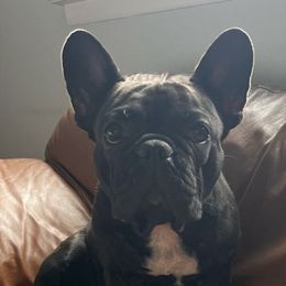 French Bulldogs from D’s Frenchies