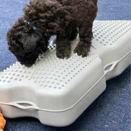 TBA - Black female Pumi puppy in Delhi, New York from Catskill Pumi