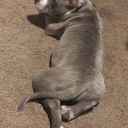 American Bullies from Johnson Bully Breeders