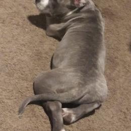 American Bullies from Johnson Bully Breeders