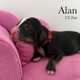 Alan - Tri-color male Bernedoodle puppy in Comanche, Texas from Central Texas Doodles, LLC.