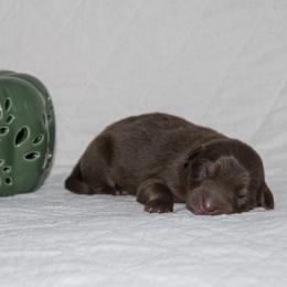 Janis Joplin - Red tri-color female Australian Shepherd puppy in Bristol, New Hampshire from NewFound Lake Aussies