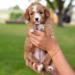Cookie - Red  female Goldendoodle puppy in Meridian, Idaho from Country Club Doodles