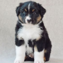 Flint - Black tri-color male Australian Shepherd puppy in Aberdeen, North Carolina from Huckleberry Hill Aussies LLC.