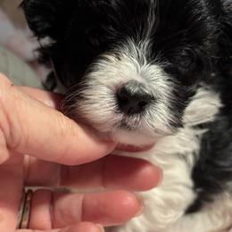 Girl 3 - Black female Havanese puppy in East Lansing, Michigan from VanCort's Happy Havanese