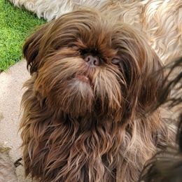 Chazz - Shih Tzu