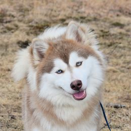 Phoebe - Pomsky