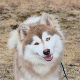 Phoebe - Pomsky