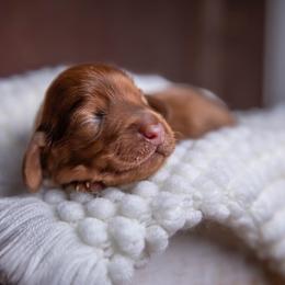 Dawson - Dapple male Dachshund puppy in Iola, Texas from Whiskey River Dachshunds