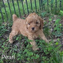 Pearl - Buff and white female Cockapoo puppy in Sunset, Louisiana from Cano Cockapoos
