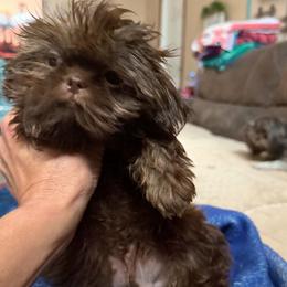 Jasper - Chocolate and tan male Shih Tzu puppy in Danbury, Connecticut from Dempsey’s Darlings