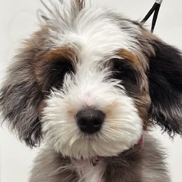 Bernedoodles from Main Street Bernedoodles