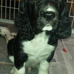 English Springer Spaniels from TLC Springers
