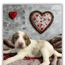 Snow - Parti female Goldendoodle puppy in Ellenburg Center, New York from Kristin's Puppies