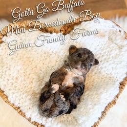 Gotta go Buffalo - Merle male Bernedoodle puppy in Grove, Oklahoma from Guinn Family Farms