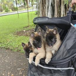 Belgian Tervuren Puppies from Baulerschmidt Belgians