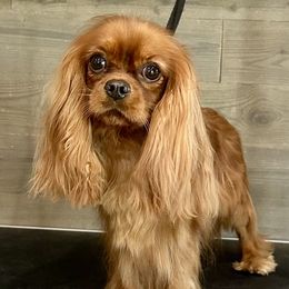 Bibi - Cavalier King Charles Spaniel