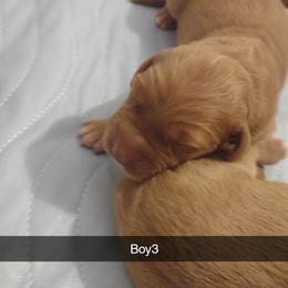 Boy 3 - Dark golden male Golden Retriever puppy in Grand Meadow, Minnesota from Root River Retrievers