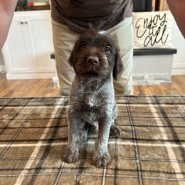 Ranger - Brown and gray male Wirehaired Pointing Griffon puppy in Shelley, Idaho from Western Gundogs