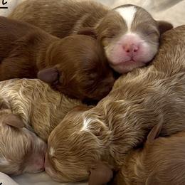 Havapoos, Maltipoos, Poodles, and Shihpoos from Riyem Wildflower Farms