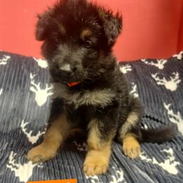 Ethan Orange Collar - Bi-color male German Shepherd puppy in Bedias, Texas from TiPi S Ranch's German Shepherds