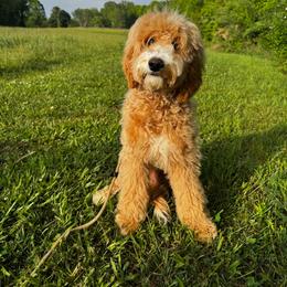 Max - Gold male Australian Labradoodle puppy in Matthews, North Carolina from Weddington Labradoodles