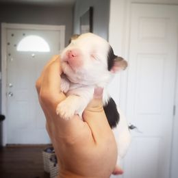 Chihuahua, French Bulldog, and Yorkshire Terrier Puppies from Royalty Tracks 👑🐾