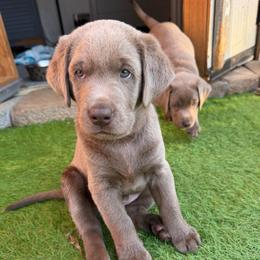Red collar - Silver male Dilute Retriever puppy in Valley Center, California from Stunning Silver Bullets Labradors