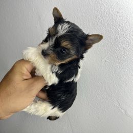 Parti girl - Parti female Yorkshire Terrier puppy in Kissimmee, Florida from M&R Yorkies