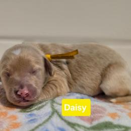 Daisy - Apricot female Goldendoodle puppy in Summerville, South Carolina from Channys Doodles