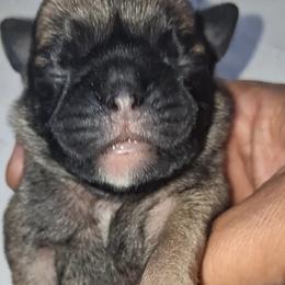 Fawn n white Girl 4 - Fawn female Pug puppy in Gadsden, Alabama from Carla's Pugs
