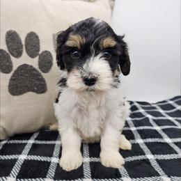 Daisy - Black and white female Bernedoodle puppy in Granton, Wisconsin from Rose River Farms