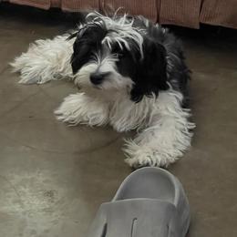 Shorkie All Grown Up from Roover's Oklahoma Shorkies