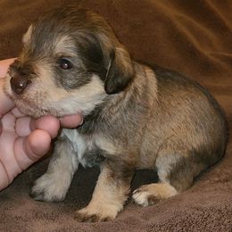 Maverick - Liver male Miniature Schnauzer puppy in Graham, Washington from Kristy's French Bulldogs & Mini Schnauzers