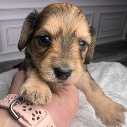 Purple - Wild boar female Dachshund puppy in Miami, Florida from Maitime Dachshund