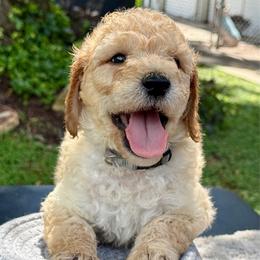 Picnic yellow - Apricot male Goldendoodle puppy in Lakeland, Florida from Poodles Doodles Standard and Mini LLC