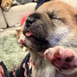 Milan - Red male Shiba Inu puppy in Zionsville, Indiana from Hana Shibas