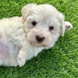 Arther - Wheaten male Miniature Schnauzer puppy in Canyon Lake, Texas from Chambers Schnauzers