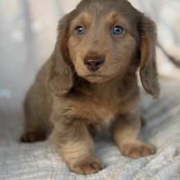 Ham - Fawn (isabella) and tan male Dachshund puppy in Duncanville, Alabama from Bear Creek Dachshunds