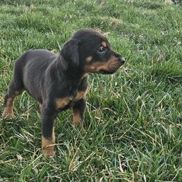 Jasmine - Black and rust female Doberman Pinscher puppy in Midlothian, Virginia from Morgan Doberman Kennel