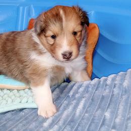 Phoenix - Sable merle and white female Shetland Sheepdog puppy in Aliquippa, Pennsylvania from Fancypants Shetland Sheepdogs